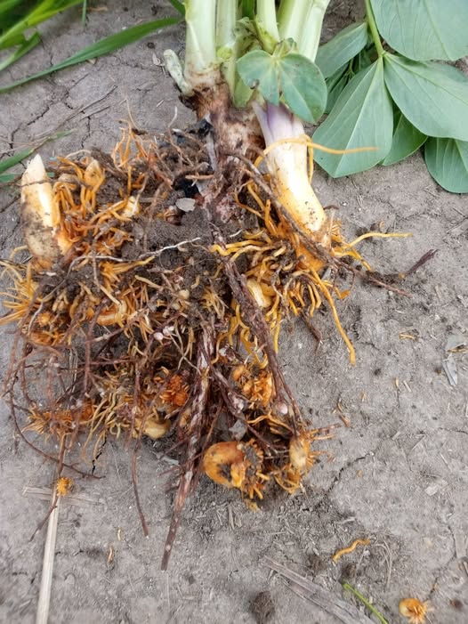 هل من حل ؟ ؟ ؟